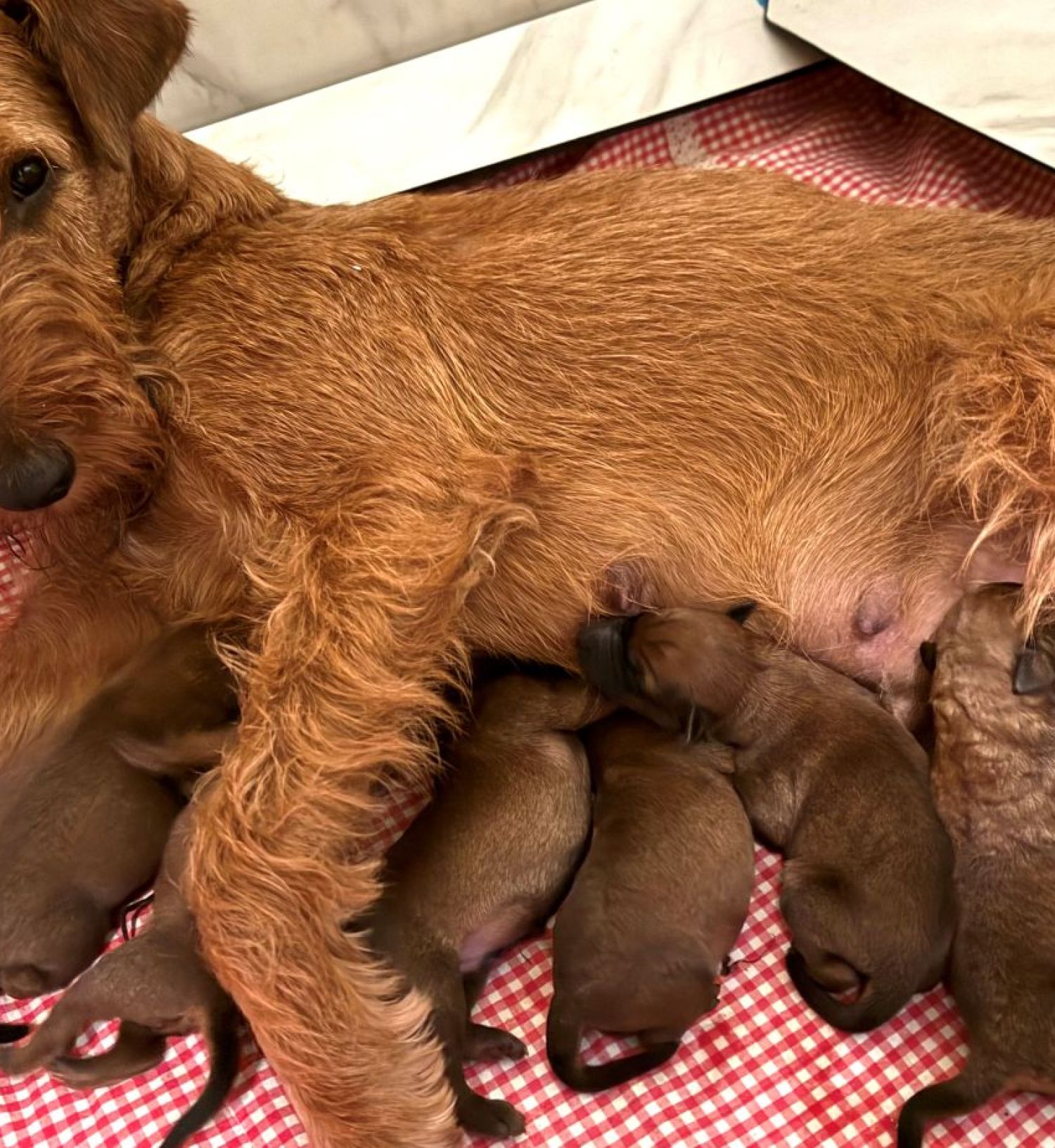 Irish Terrier Welpe Irish Terrier puppies