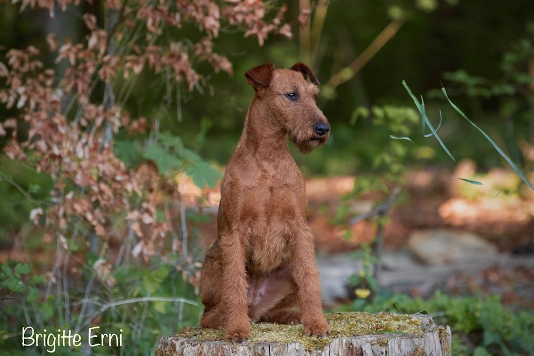 begleihundesport_führigkeit