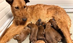 Irish Terrier Welpen aktuell