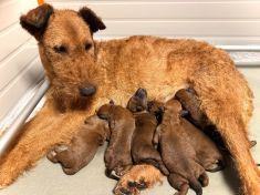 Irish Terrier Welpen aktuell