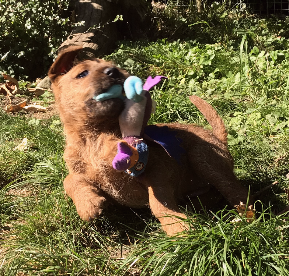 Sport und Spass Hundeschule