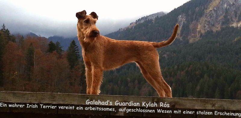 Irish Terrier irish_terrier
