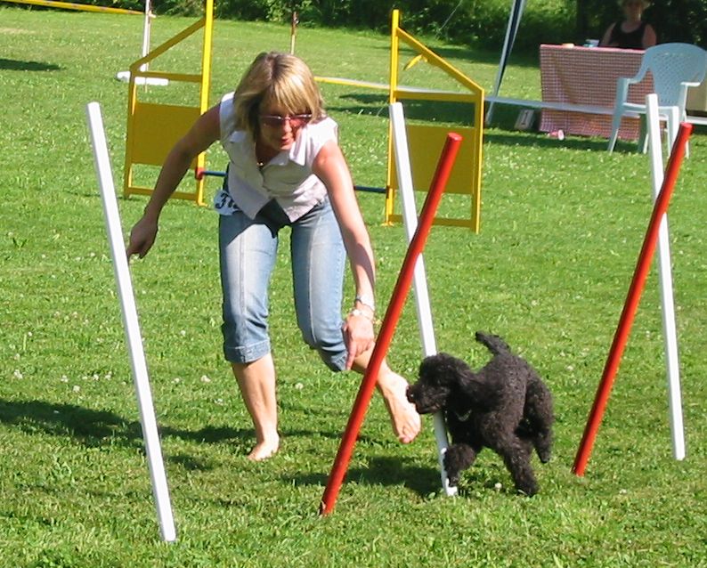 körpersprachschulung_hundehalter_fortgeschritten_dogsbest.ch